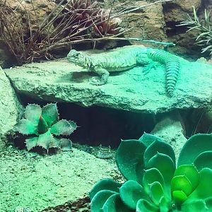 Yemeni Spiny-tailed Lizard
