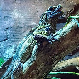 Philippine Sailfin Lizard