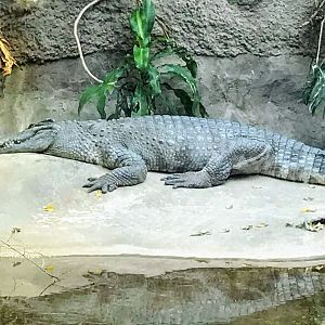 Siamese Crocodile