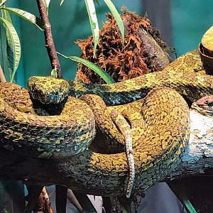 Mangshan Pit Viper