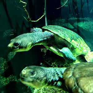 Reimann's Snake-necked Turtle