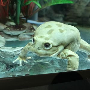 Lake Titicaca Water Frog