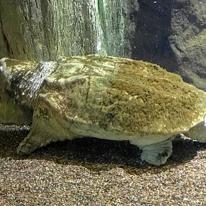 Alligator Snapping Turtle