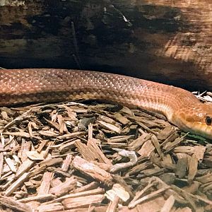 Everglades Rat Snake