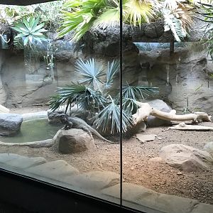 Tropical Discovery - Rhinoceros Iguana exhibit