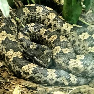 Vietnamese Pit Viper