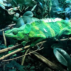 Meller's Chameleon