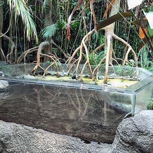 Tropical Discovery - Mudskipper & Archerfish exhibit