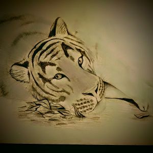 Norbi, Budapest Zoo's recently died male tiger