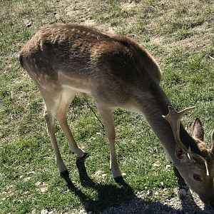 European Fallow Deer (Dama dama)