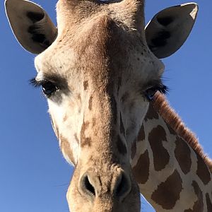 Giraffe (Giraffa) Headshot