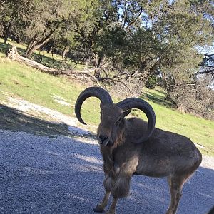Aoudad (Ammotragus lervia)