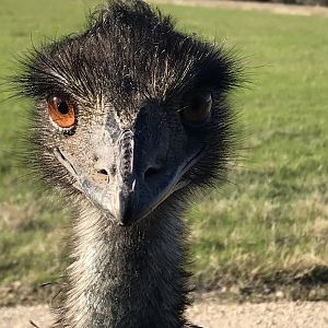 Emu (Dromaius novaehollandiae)