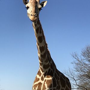 Giraffe (Giraffa)