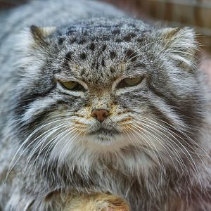 Pallas’s cat