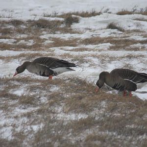 Greater White-fronted Geese - Alaska