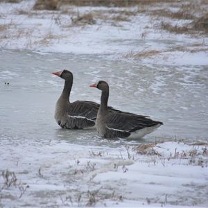 Greater White-fronted Geese - Alaska