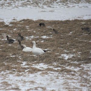 Snow Geese, Canada Geese, and Greater White-fronted Geese - Alaska