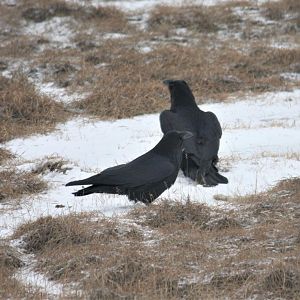 Common Ravens - Alaska
