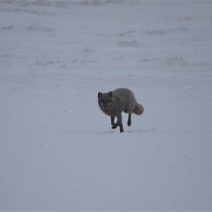 Blue-phase Arctic Fox - Alaska