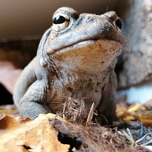 Colorado River toad (Incilius alvarius)