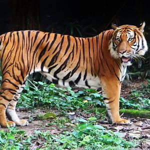 Tiger Trek - Malayan Tiger