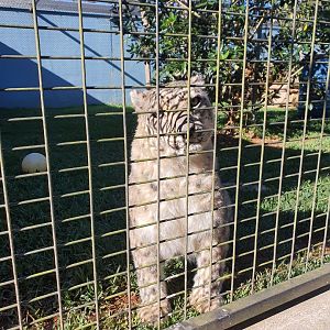 Female Snow Leopard Samara