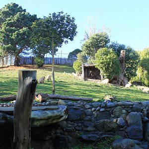 Capybara enclosure