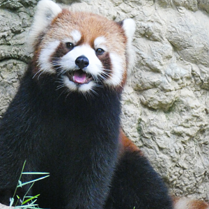 May. 2021 - Red Panda