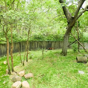 May. 2021 - Red Panda Left Exhibit