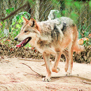 May. 2021 - Wolf Woods - Mexican Wolf (Waya)