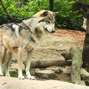 May. 2021 - Wolf Woods - Mexican Wolf (Shadow)