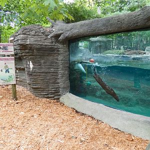 May. 2021 - Wolf Woods - River Otter Underwater Viewing
