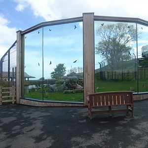 Snow leopard enclosure