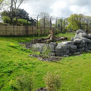 Snow leopard enclosure