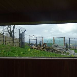 Snow leopard enclosure