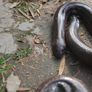 Indian sand-boa