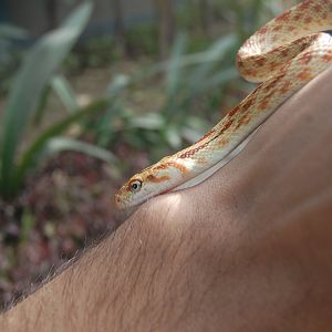 Red-spotted diadem snake