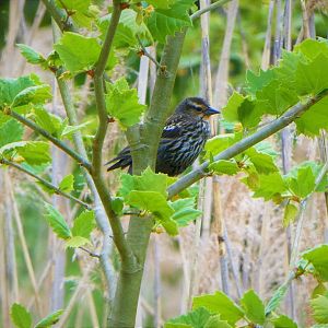 Red-winged Blackbird