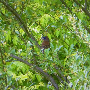 Blue Grosbeak