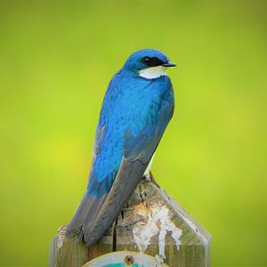 Tree Swallow