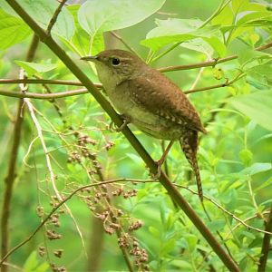Northern House Wren