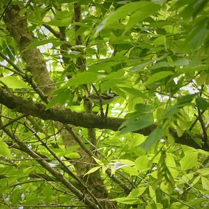 Chestnut-sided Warbler