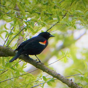 Red-winged Blackbird