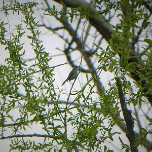 Blue-gray Gnatcatcher