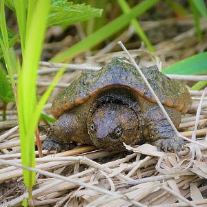 Common Snapping Turtle