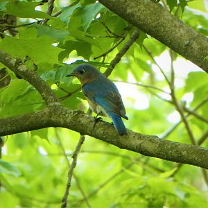Eastern Bluebird