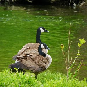 Interior Canada Geese