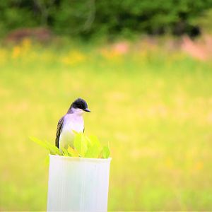 Eastern Kingbird