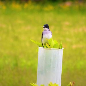 Eastern Kingbird